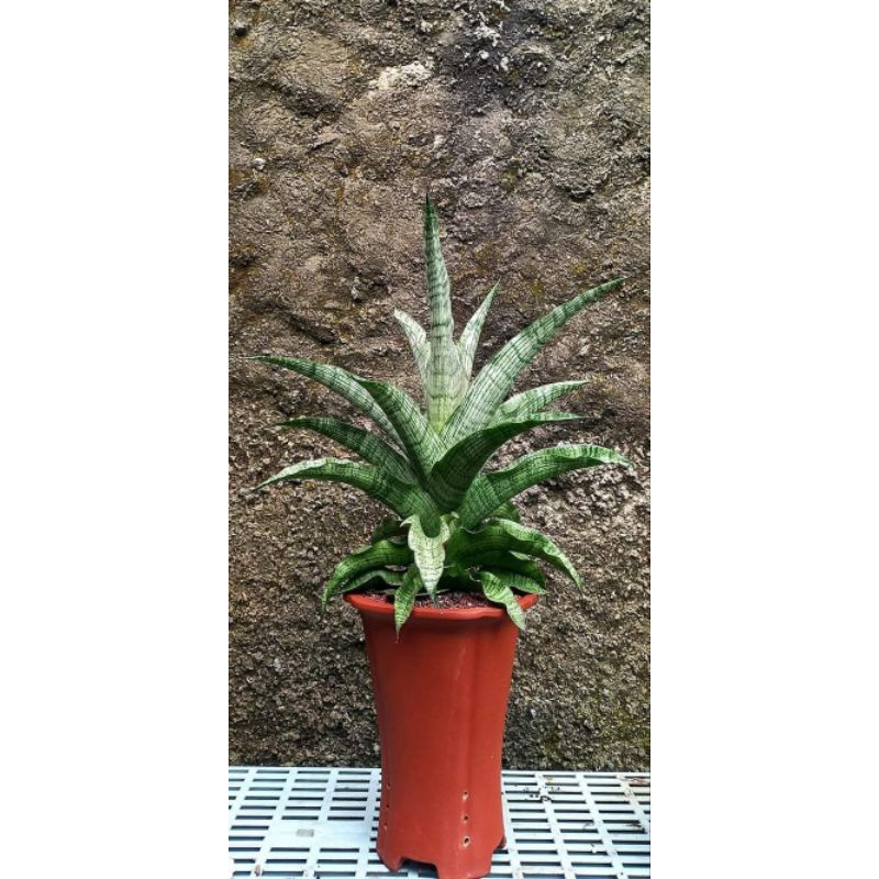 Sansivera Hybrid Edel