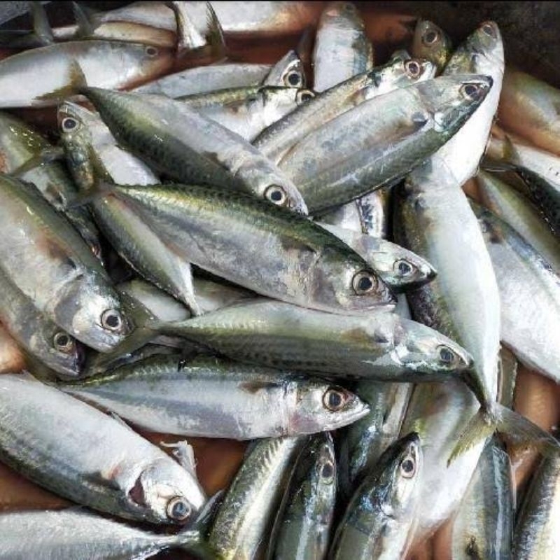 

Ikan gembung Kuring 1kg