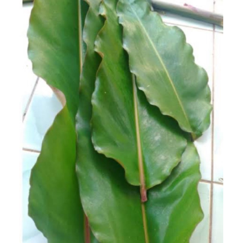 

Daun kecombrang daun honje segar 500 gram fresh-az