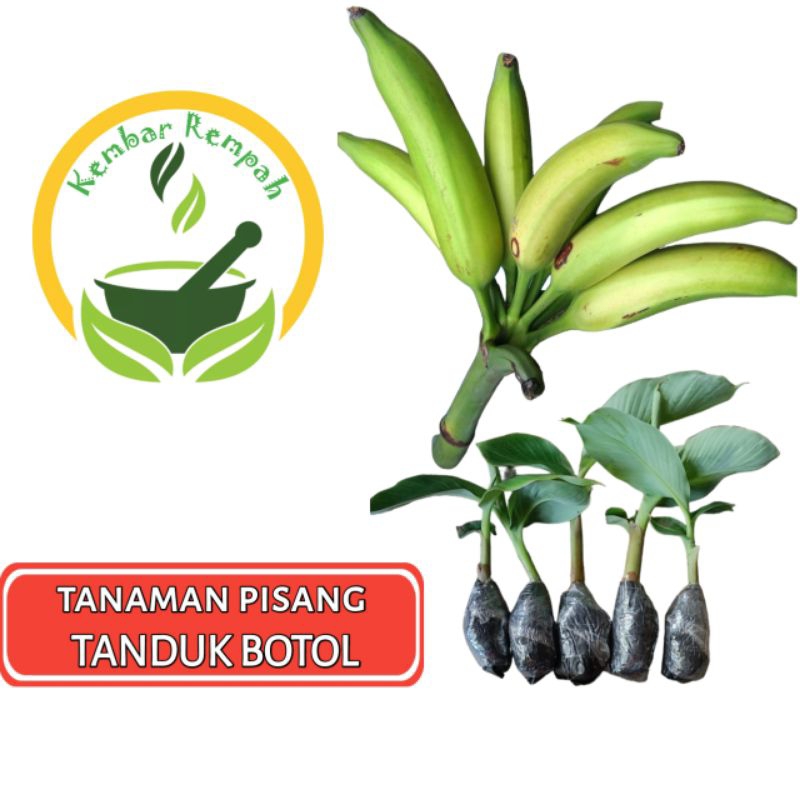 Bibit Pohon Pisang Tanduk Botol