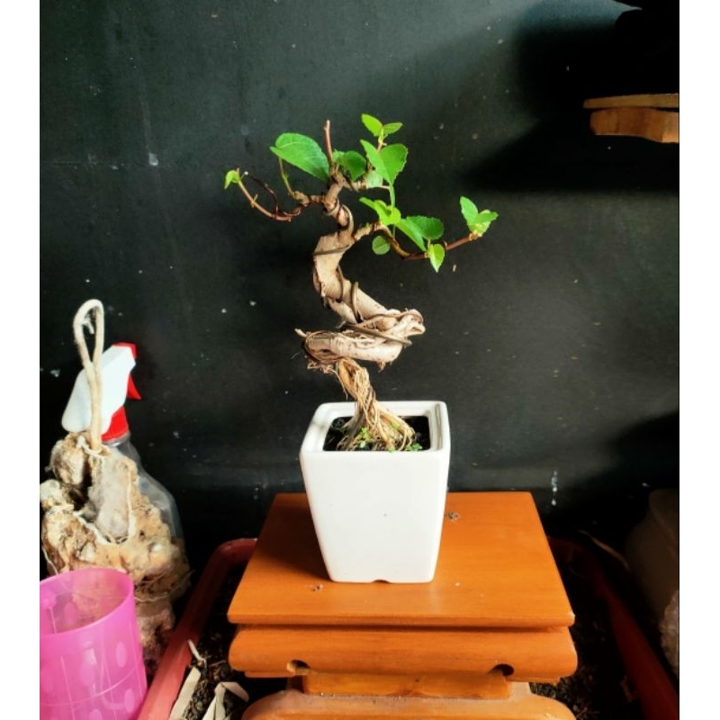 Bonsai mame / Mini Waru Taiwan