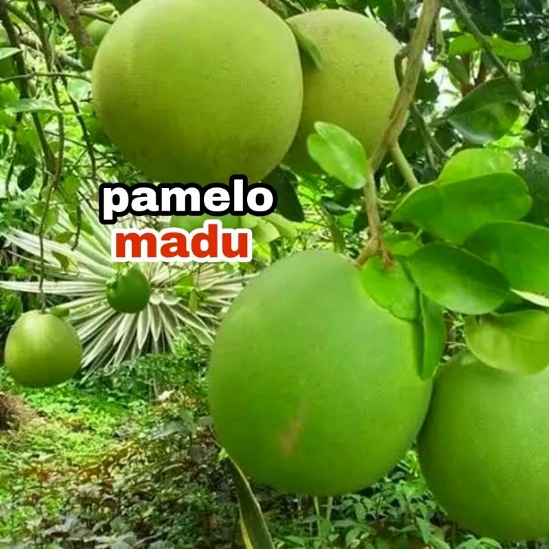 bibit jeruk pamelo madu okulasi // jeruk bali madu jumbo