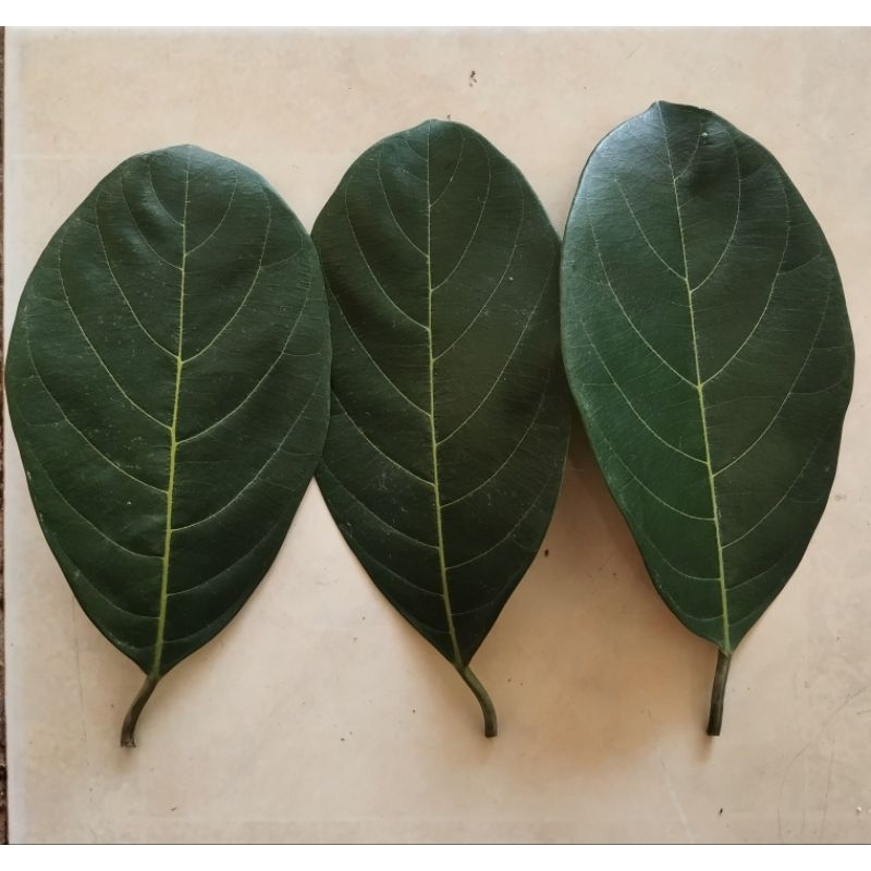 

DAUN NANGKA PER LEMBAR SEGAR PETIK SAAT ORDER