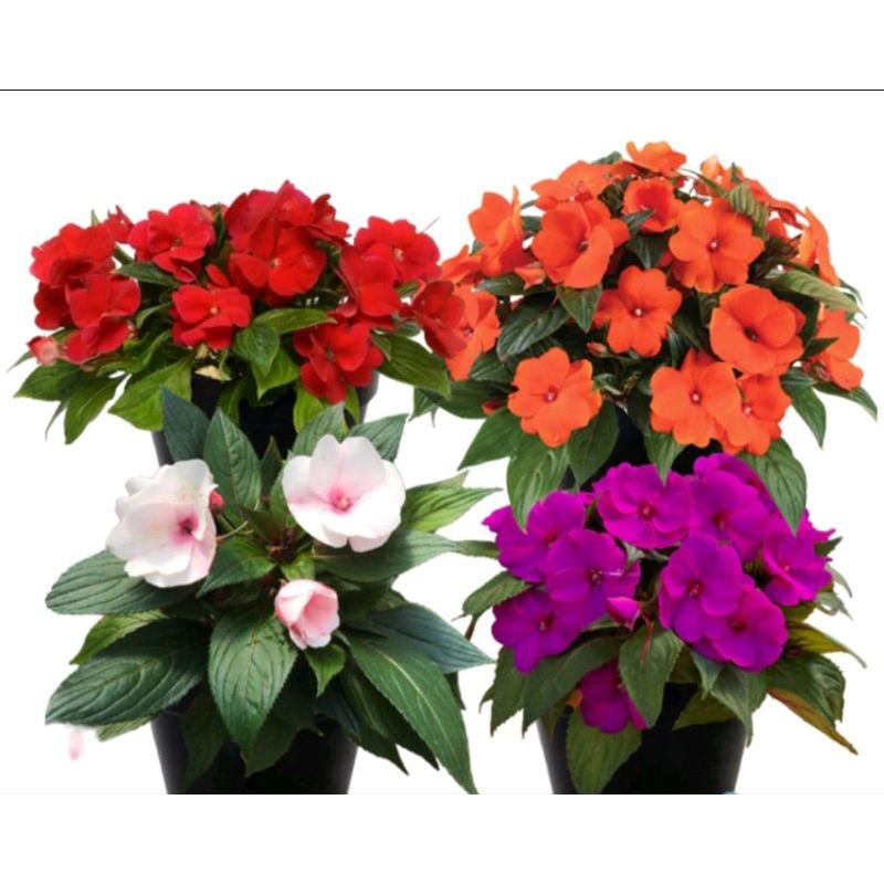 bibit bunga iriancis/pacar air warna ungu/oren/merah/putih
