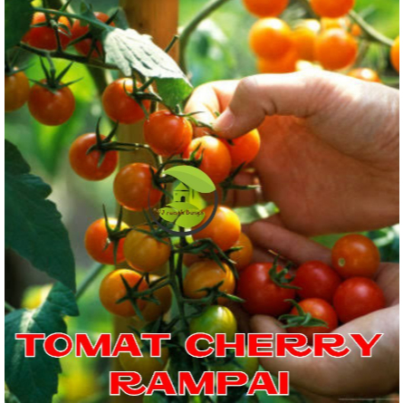 Benih Tomat  Rampai Cherry Merah Manis Cherry Tropical Ruby Cherry Rampai