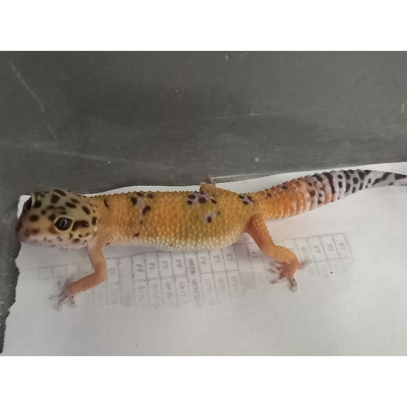 gecok,leopard tangerine tremper