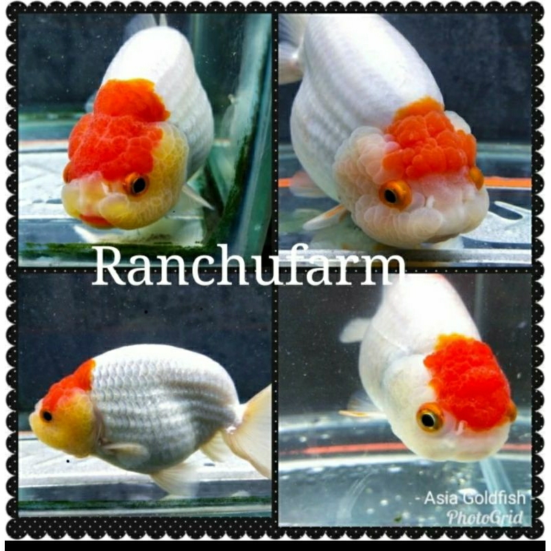Super Quality Redcap Ranchu Lionchu Gen Jumbo Grade AA