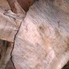 daun pisang kering 100gr media jangkrik,dan ikan cupang kalaras