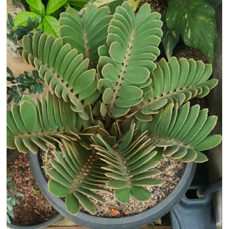 Zamia furfuracea.