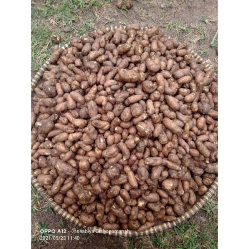 

Kentang bulu/Kentang Kleci/ Sehat Dan Banyak Manfaatnya