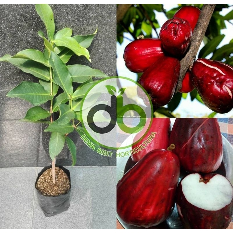 BIBIT JAMBU BOL JAMAIKA KONDISI SIAP BERBUAH