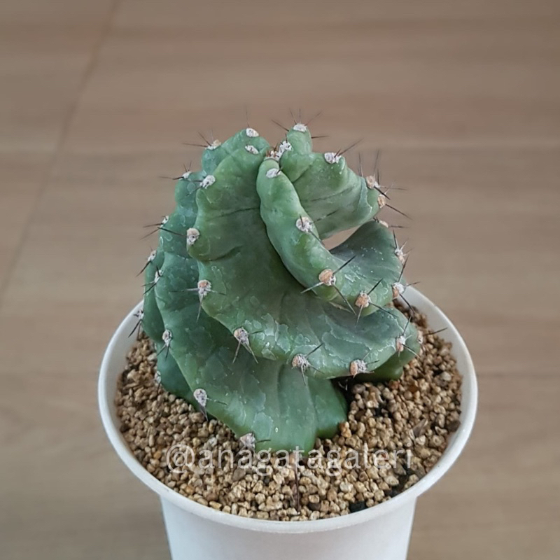 Cereus Forbesii Spiralis Q | Kaktus Gymno Euphorbia