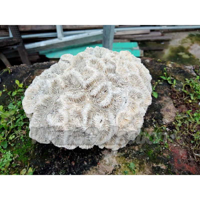 BATU KARANG BENTUK BUNGA MEKAR JUMBO/ BATU KARANG LAUT/ BATU KARANG AQUARIUM/ KARANG LAUT/ BATU KARA