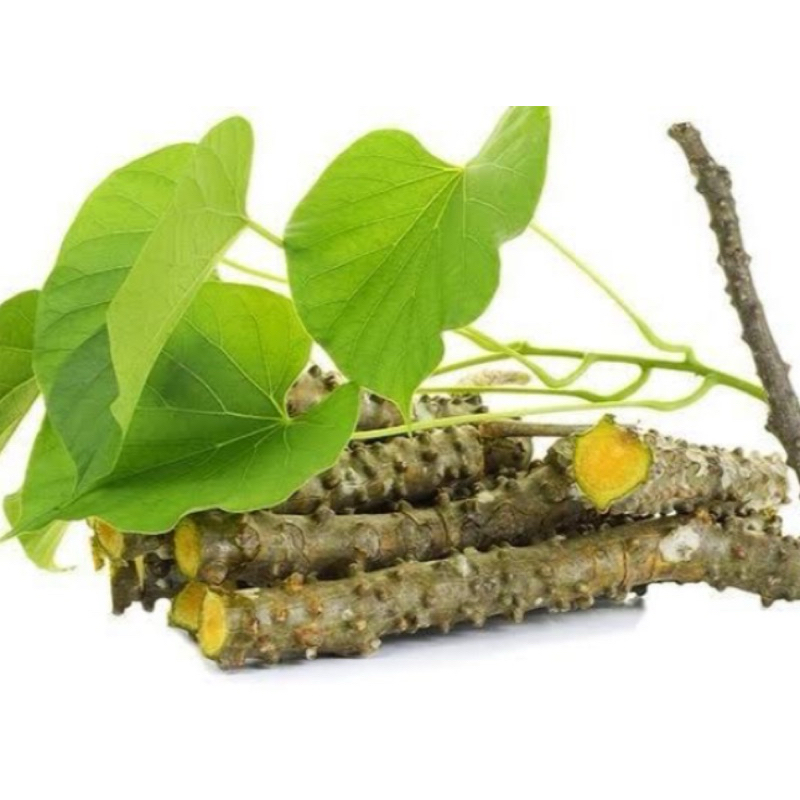 

Brotowali segar 250 gram batang brotowali-az