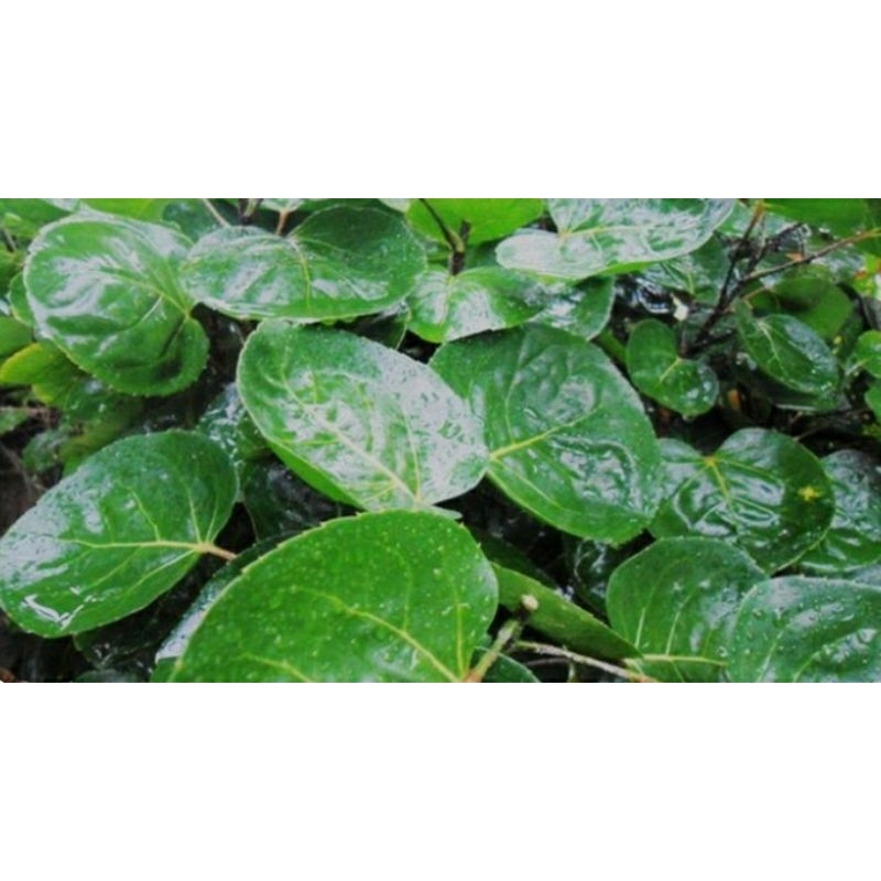 

sepaket isi 60 lembar daun mangkokan herbal alami anti rontok / botak , mata dan tulang