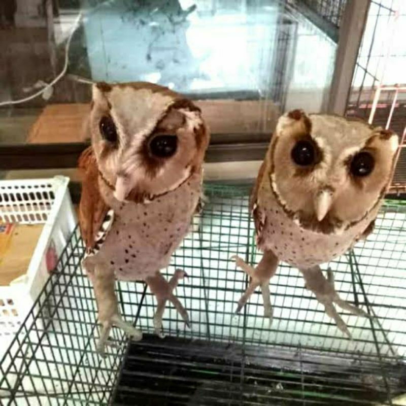 [PRE ORDER] BURUNG ORIENTAL BAY OWL / OBAY