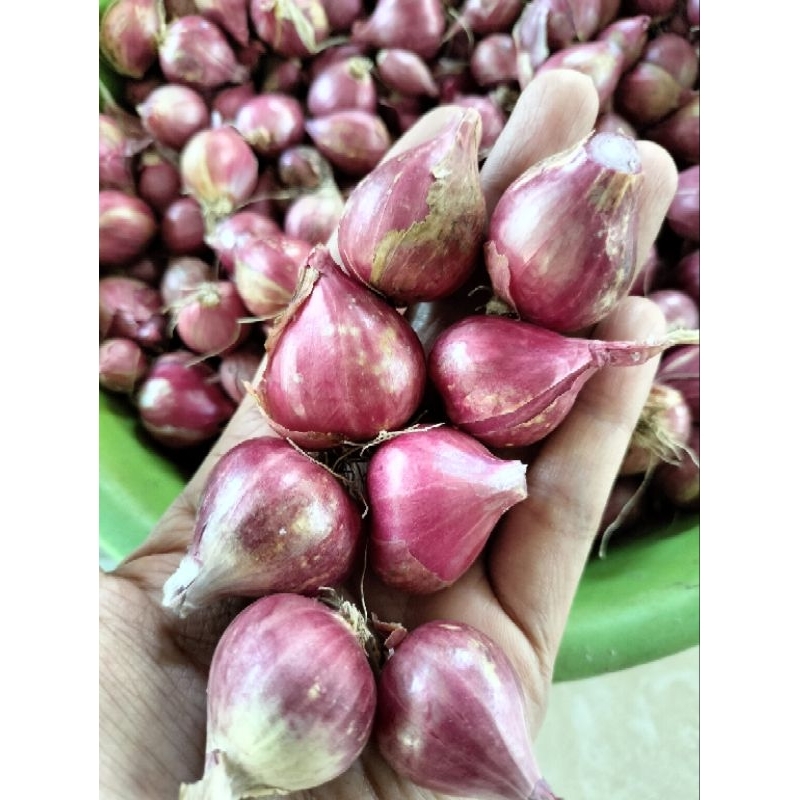 

BAWANG MERAH BESAR SAJA 1 KG