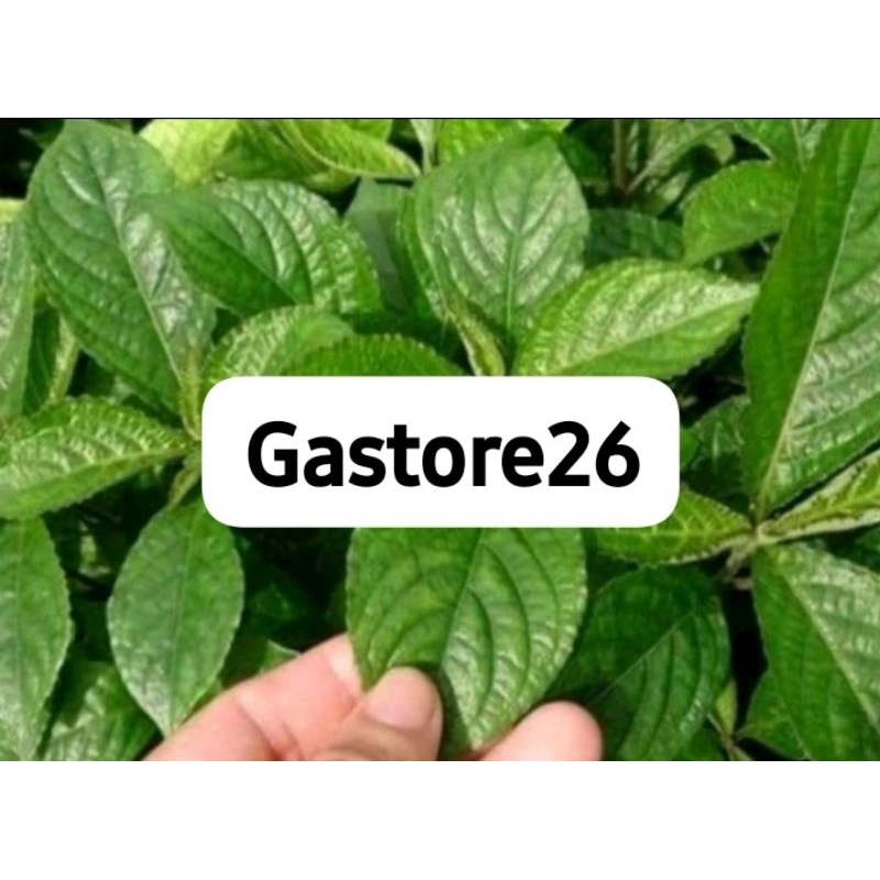 

Daun keji beling/ kibeling segar 500gr
