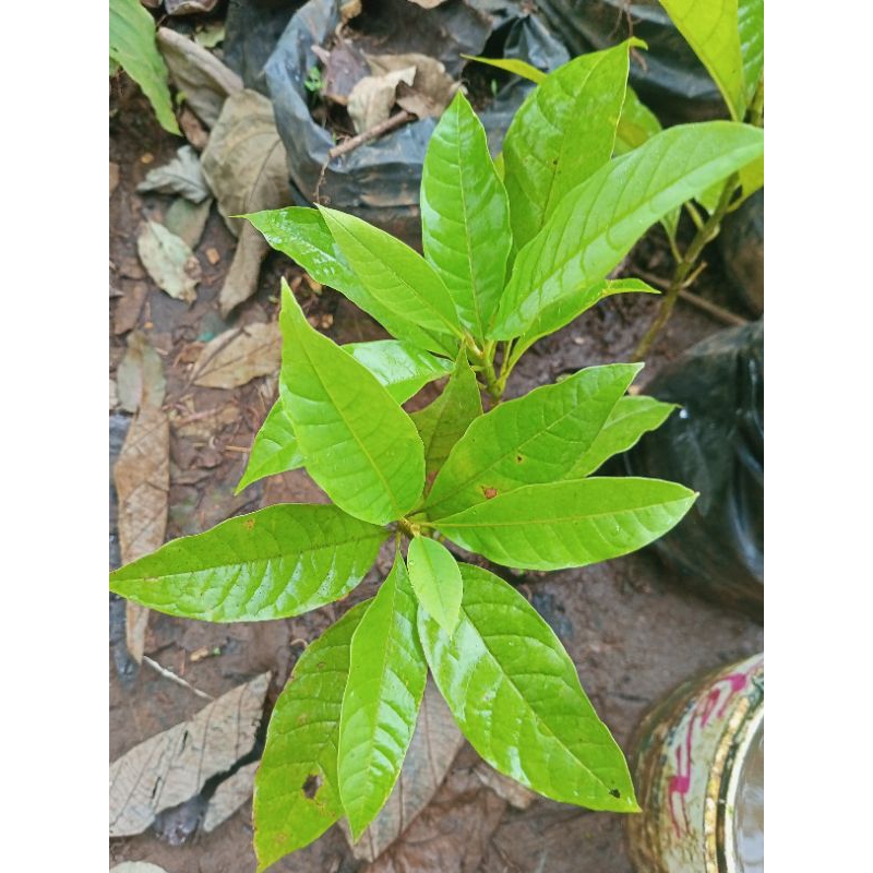Bibit Pohon cempaka putih-pohon manglid-pohon kantil