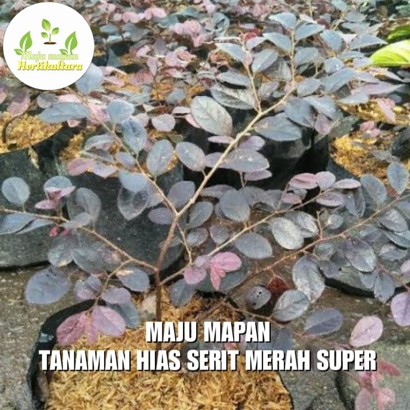 TANAMAN HIAS SERUT MERAH (BUNGA SERUT MERAH)