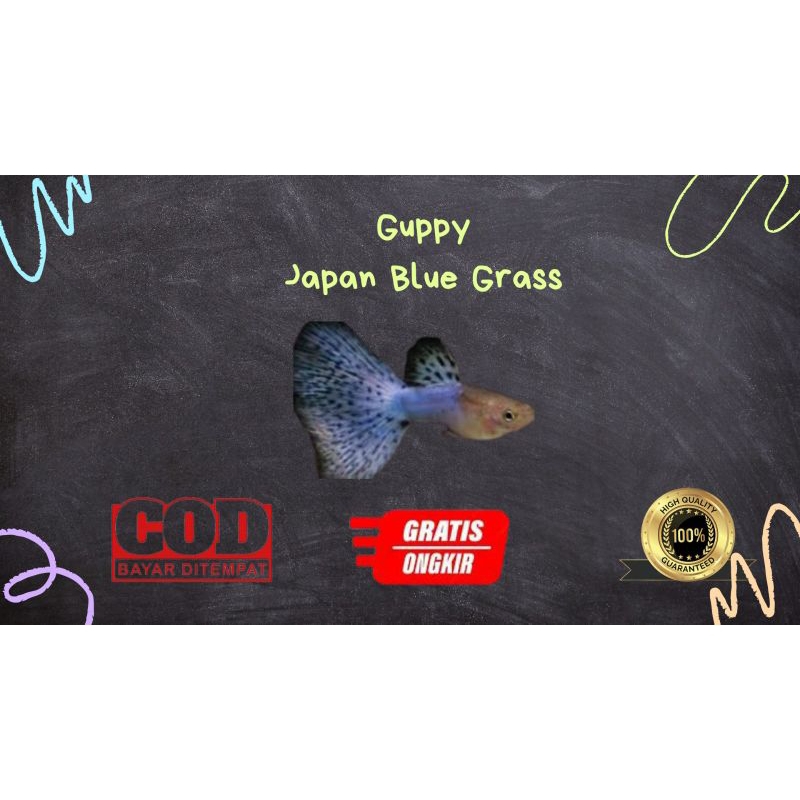 

Packing kardus / styrofoam guppy japan blue grass