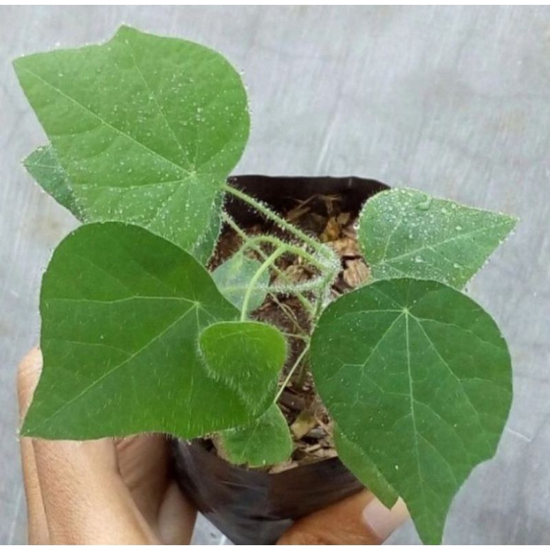 Bibit cincau bulu cincau rambat tanaman cincau bibit cincau bulu