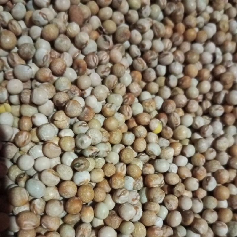 20 biji benih kacang gude kering