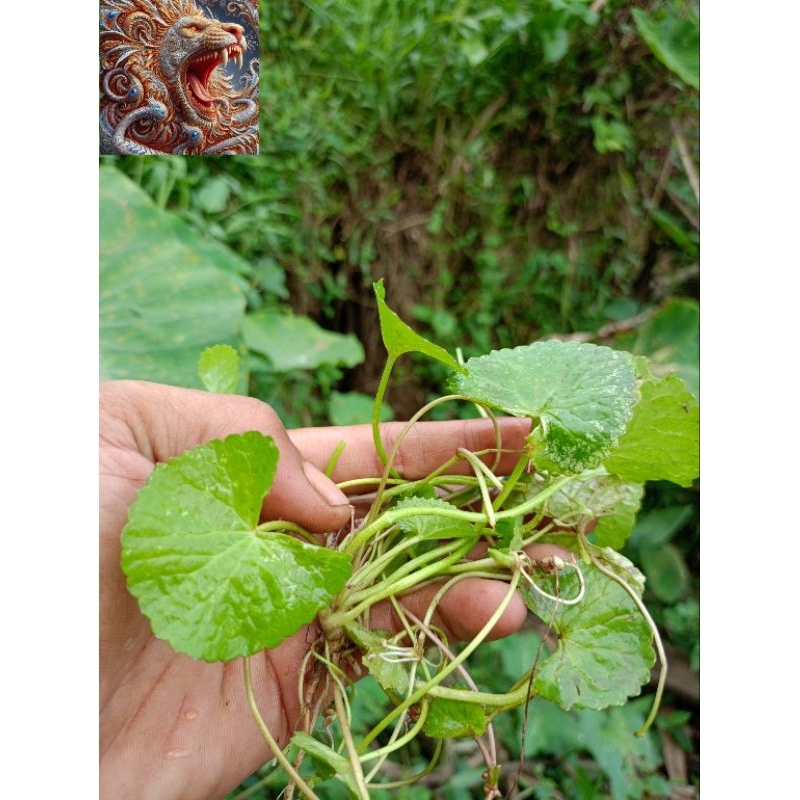 

Daun pegagan fresh antanan 1 kg bibit tanaman