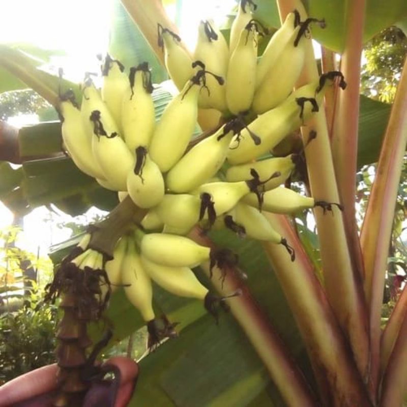 bibit pisang emas asli