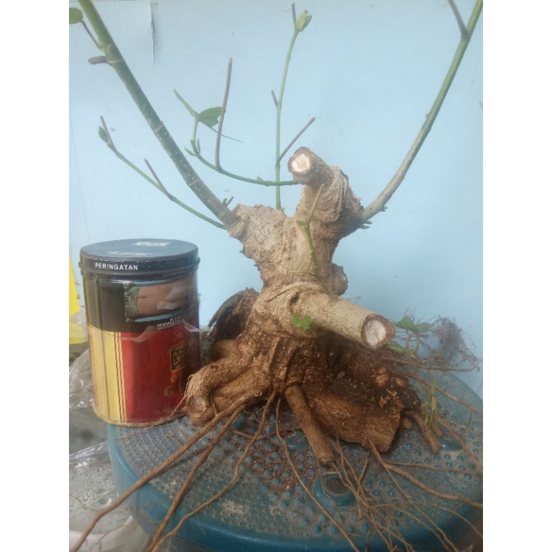 Bahan Bonsai Waru India Bogel Prokar