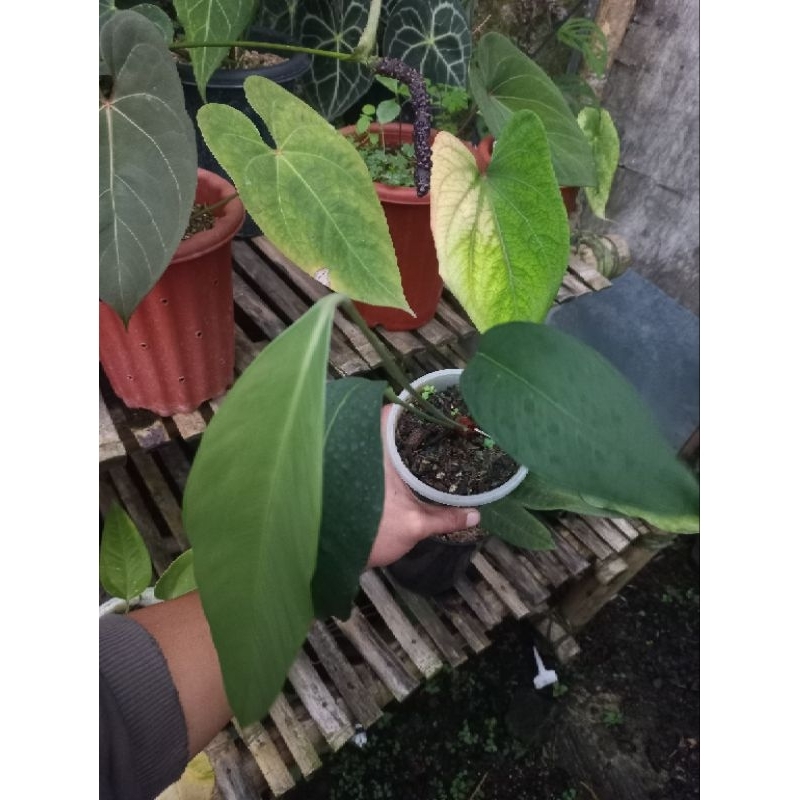 Tanaman Hias Antharium macrophyllum equageneura