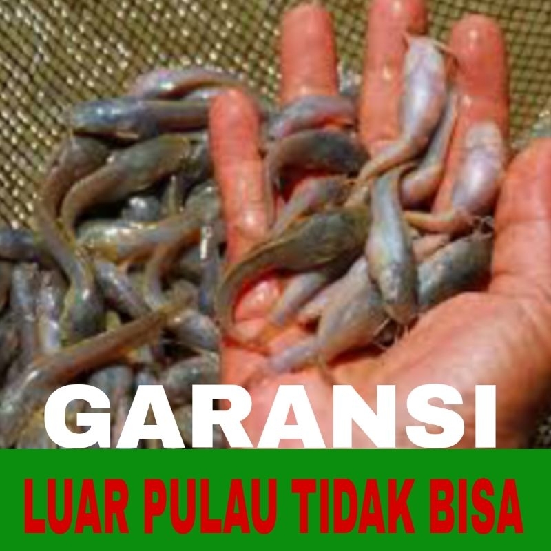 benih lele Mutiara isi 25 khusus jawa