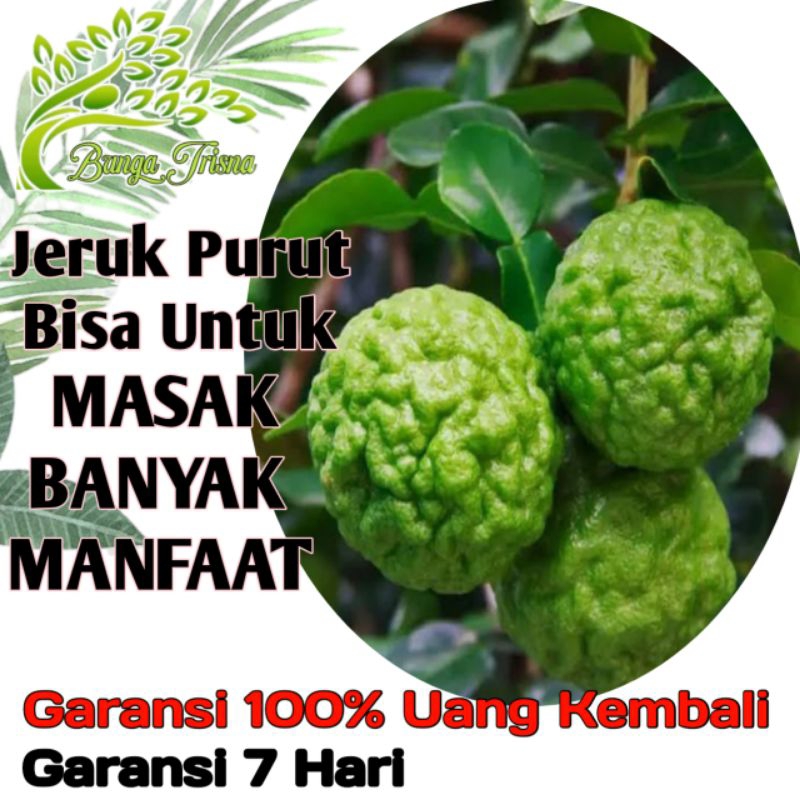 (FreeOngkir) POHON JERUK PURUT ASLI / TANAMAN BUAH JERUK PURUT / JERUK MASAK STOCK SEKARANG