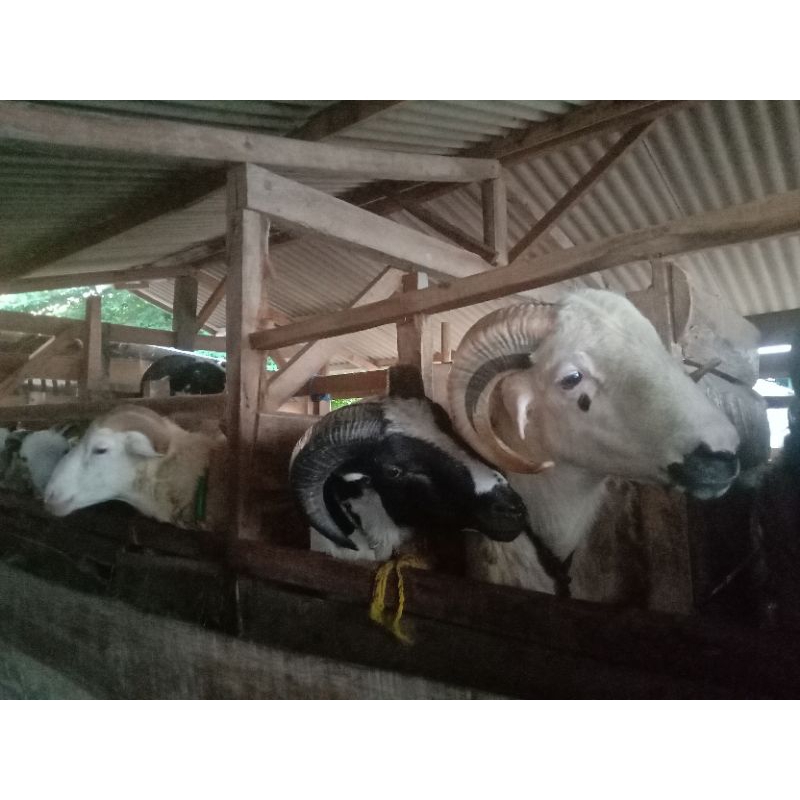 

QURBAN KAMBING HIDUP_DOMPET DHUAFA