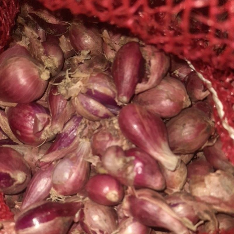 

bawang berebes super gede