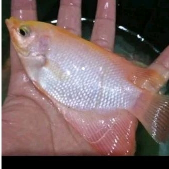 Bibit Ikan Gurame Padang ukuran 3 jari(isi 3 ekor)
