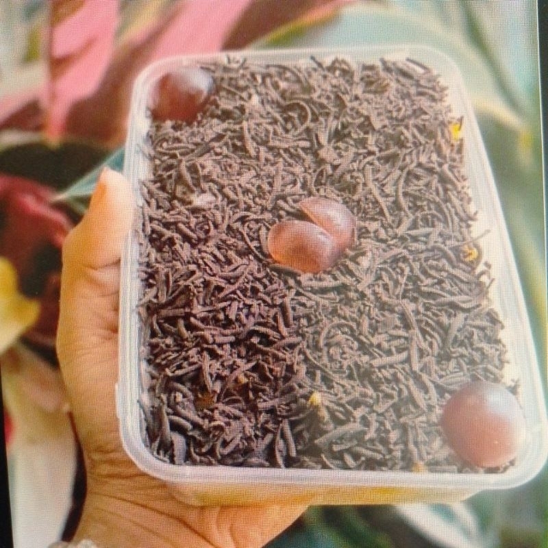 

salad buah
