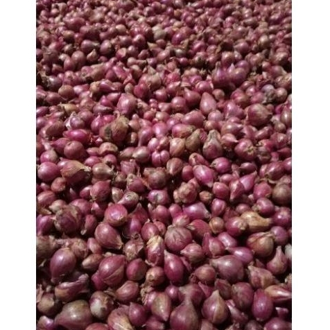 

Bawang Merah Probolinggo
