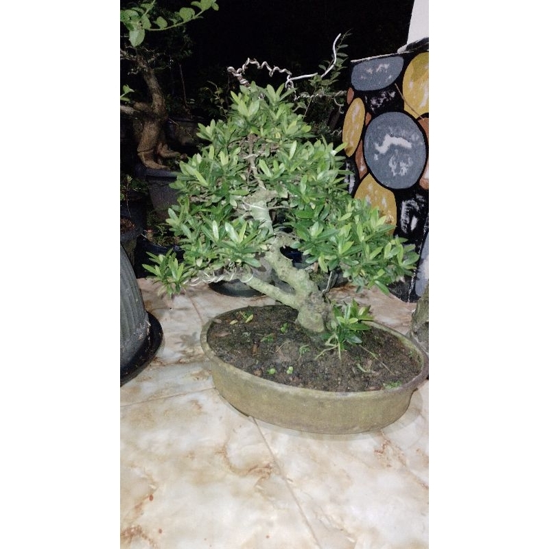 bonsai asoka kuning