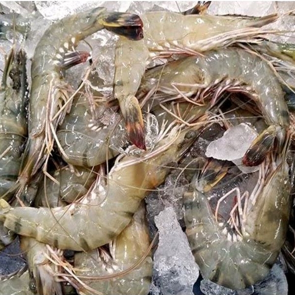 

Udang Pancet Segar 50ekor/Kg Udang Tiger / Windu 500gram