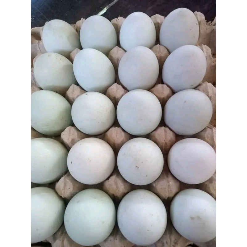 

telor entok dan itik