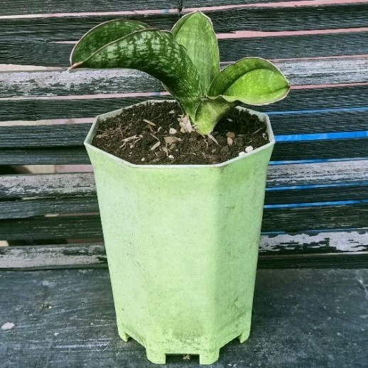 Tanaman Hias Sansevieria Malawi Midnight