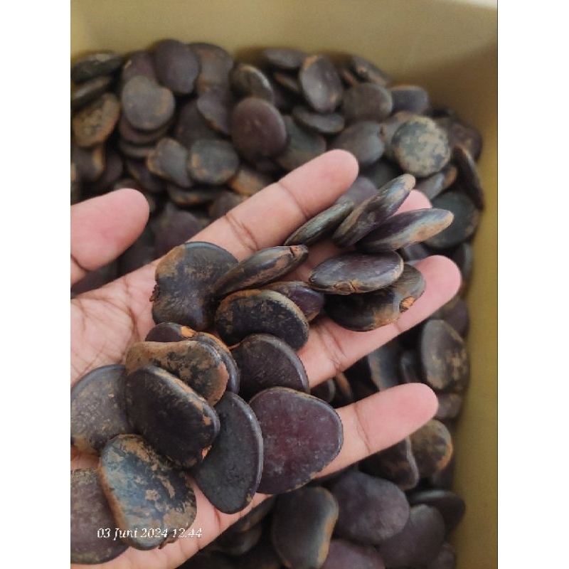 1 kg benih kayu merbau