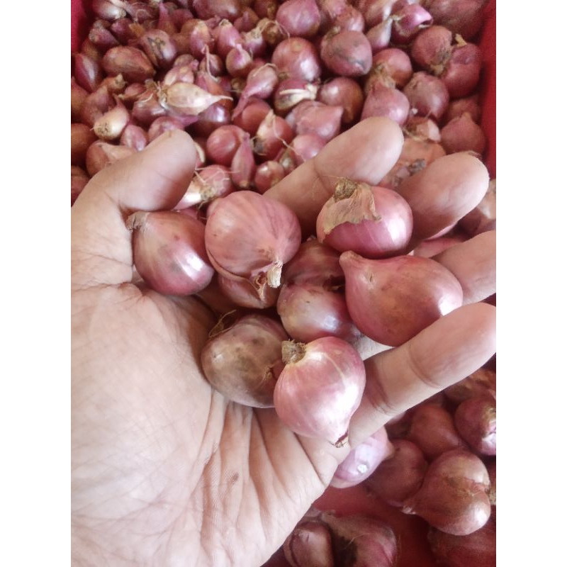 

Bawang merah 1KG grade B