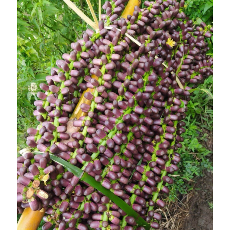 

Bunga aren segar langari aren segar per 2 kilo