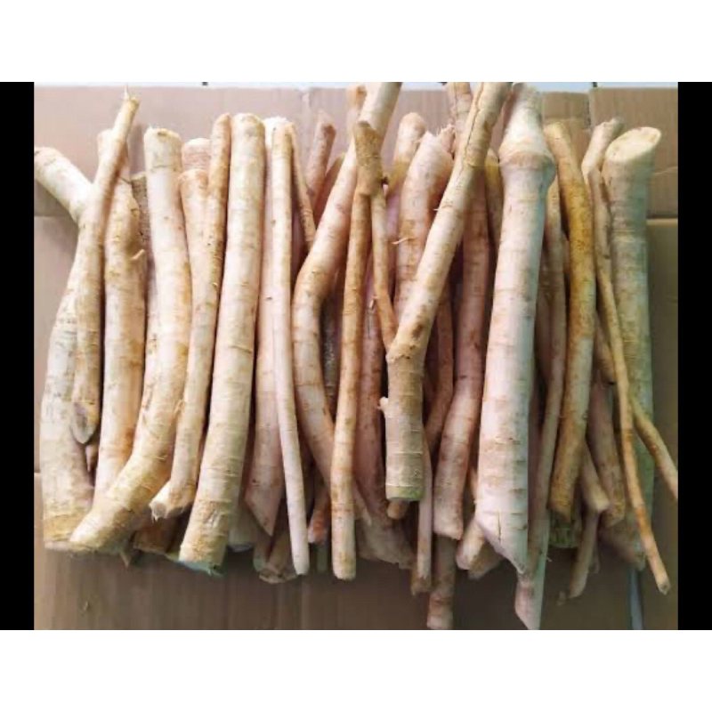 

Akar pepaya gantung segar 1 kg fresh-az