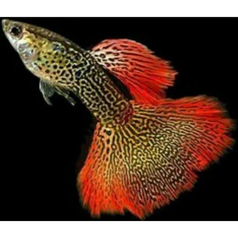 

guppy red lace