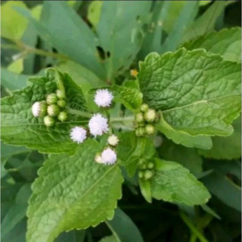 

Daun bandotan asli segar 300gr