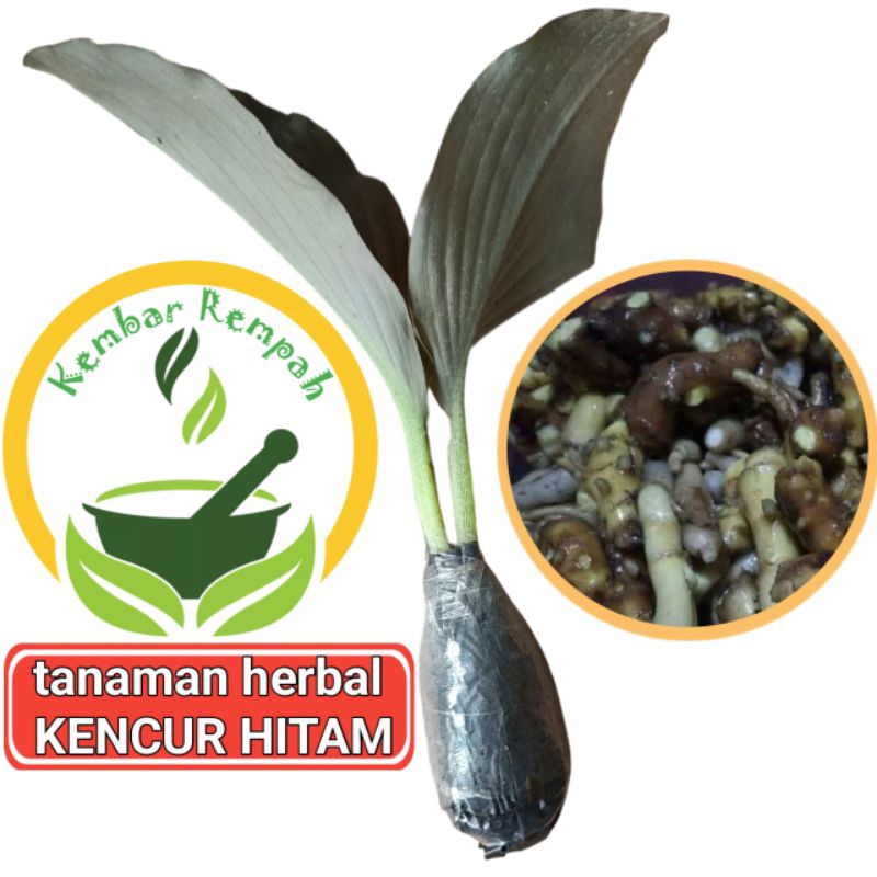 Bibit Tanaman Herbal Kencur Hitam Siap Tanam