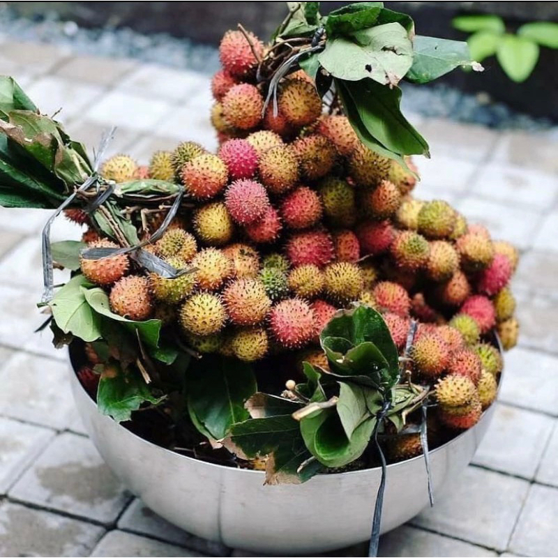 RAMBUTAN RAFIAH HASIL CANGKOK CEPAT BERBUAH